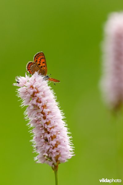 Blauwe vuurvlinder op adderwortel