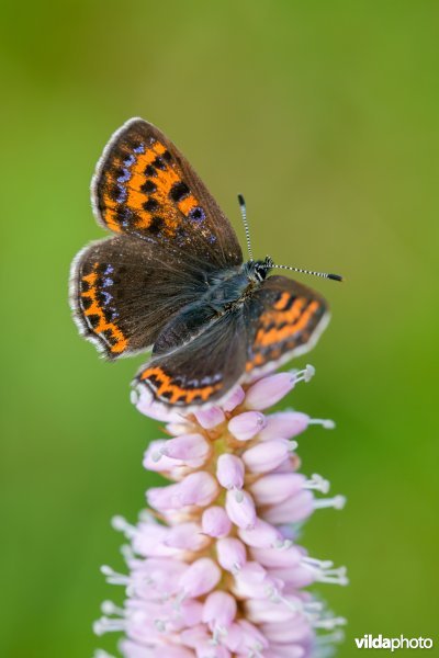 Blauwe vuurvlinder op adderwortel