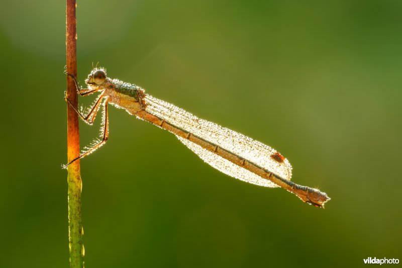 Gewone pantserjuffer met ochtenddauw