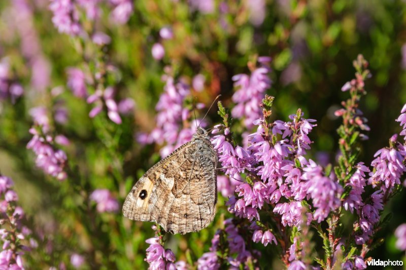 Heivlinder op struikhei