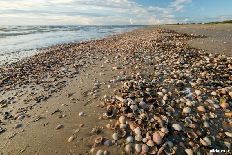 Strandlijn met schelpen
