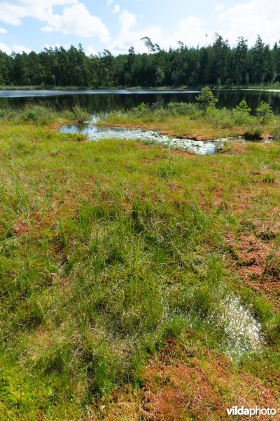 Zweeds ven met trilveen van veenmossen