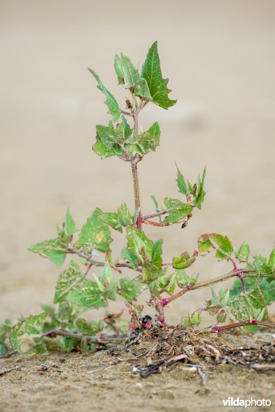 Spiesmelde