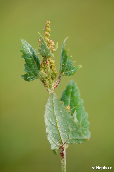 Spiesmelde