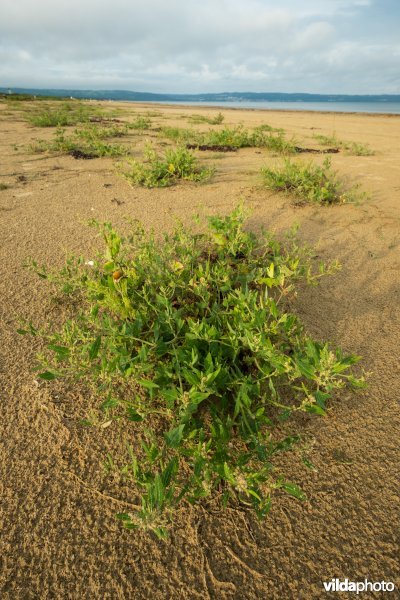 Natuurstreefbeeld 2110 – Embryonale duinen