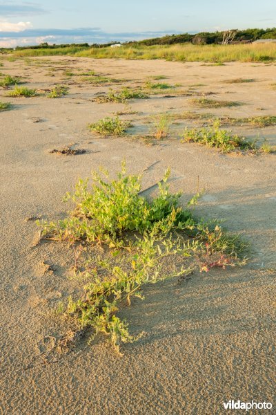 Natuurstreefbeeld 2110 – Embryonale duinen