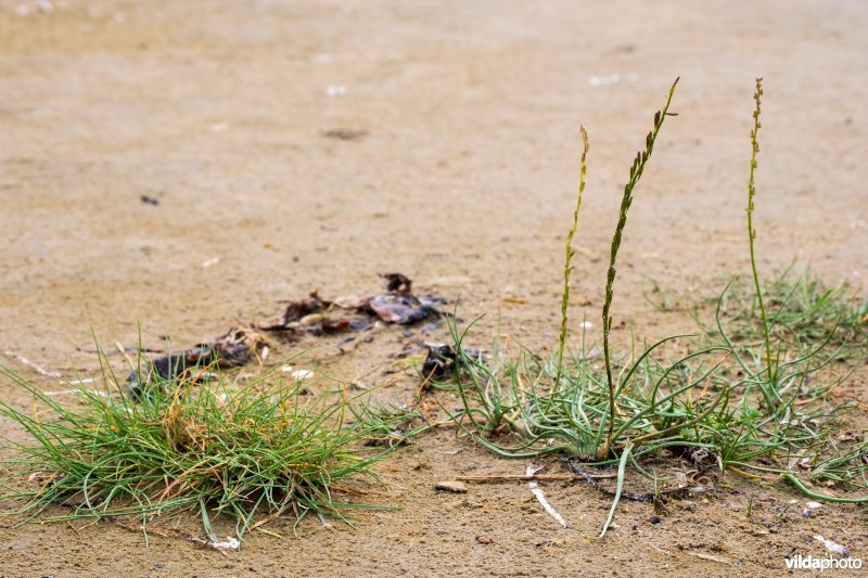 Natuurstreefbeeld 2110 – Embryonale duinen