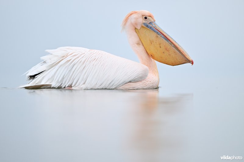 Roze pelikaan