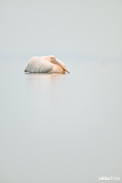 Roze pelikaan