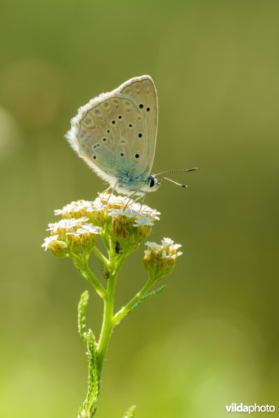 Getand blauwtje