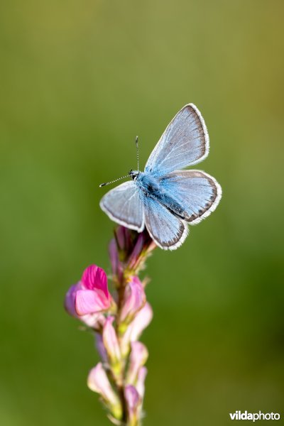 Vlaggewikkeblauwtje