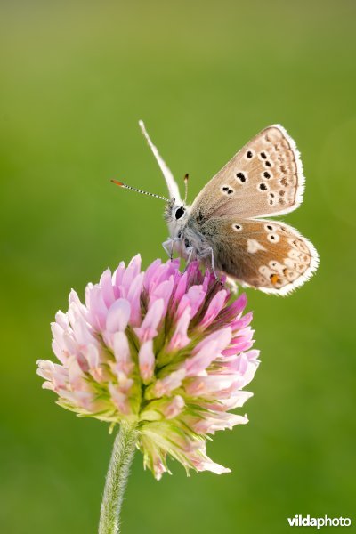 Noordelijk mansschildblauwtje