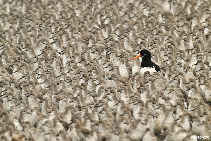 Kanoeten en Scholekster