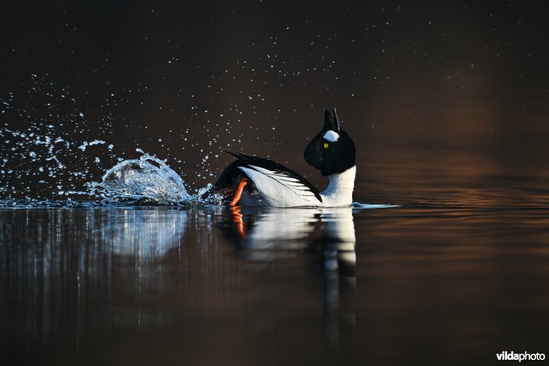 Baltsende Brilduiker