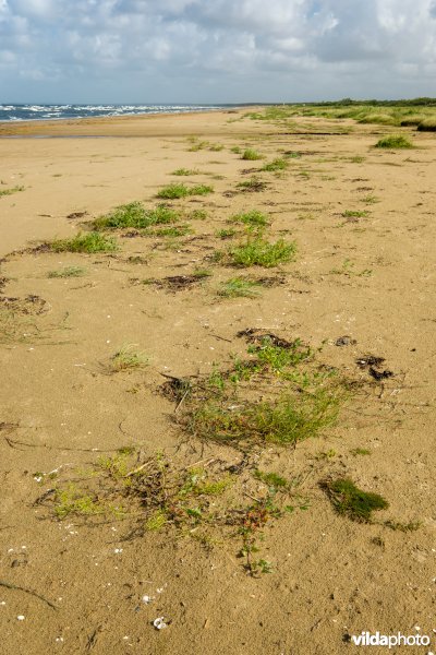 Zoetwaterminnende strandvegetatie