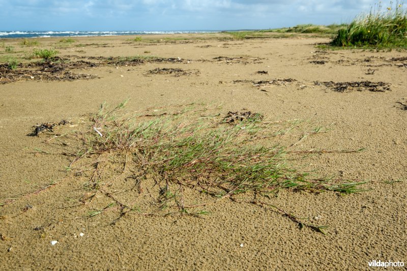 Zoetwaterminnende strandvegetatie