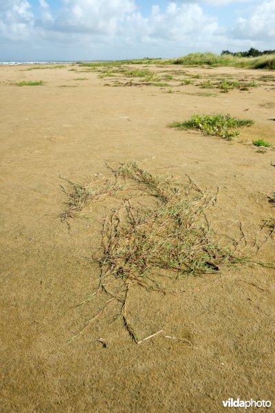 Zoetwaterminnende strandvegetatie