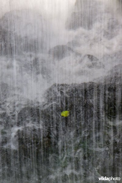 Zwarte els blad in waterval