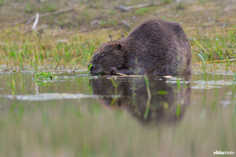 Bever knaagt aan wilgentak