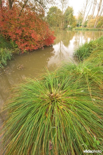 Pluimzegge in de Kille