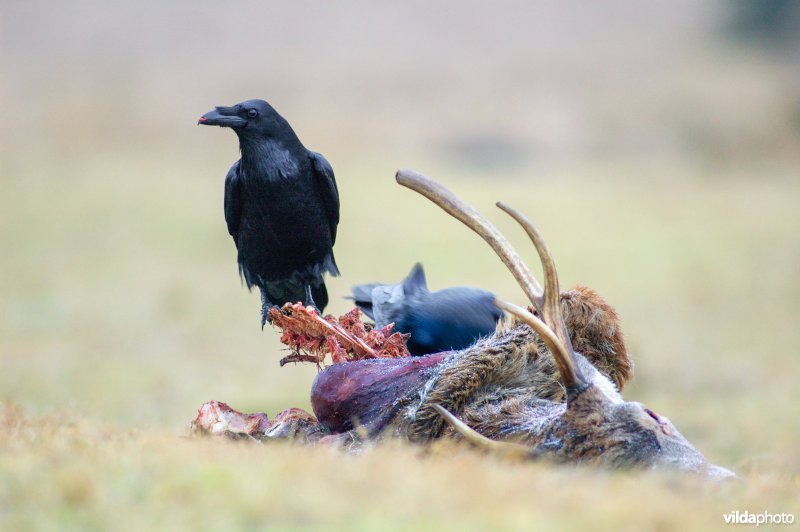 Raaf (Corvus corax)