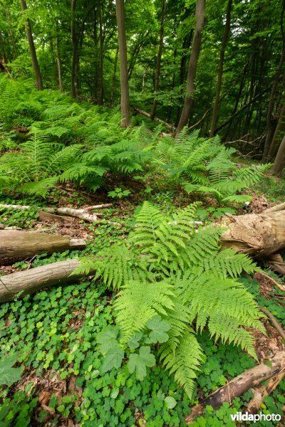 Dichte bodembedekking in een open plek