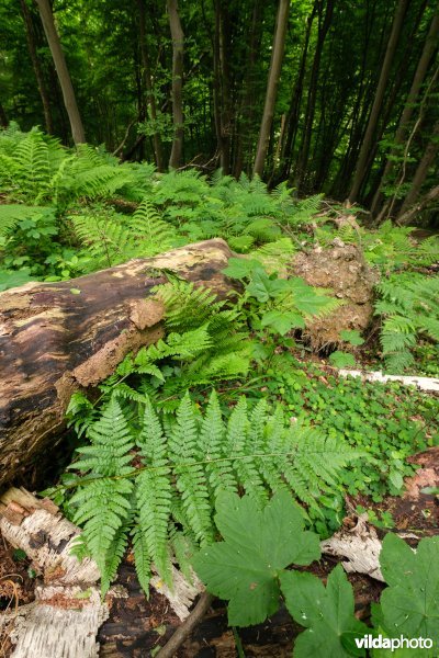 Dichte bodembedekking in een open plek