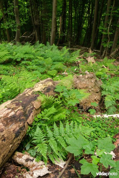 Dichte bodembedekking in een open plek