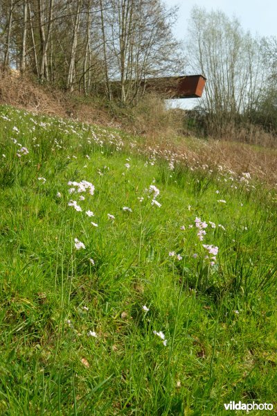 Nat grasland aan het kijkplatform in de Wolfsputten