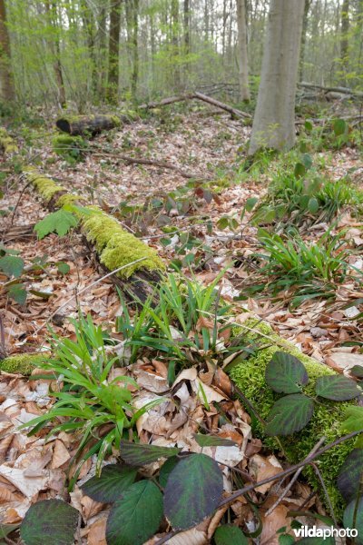 Zuurminnend beukenbos