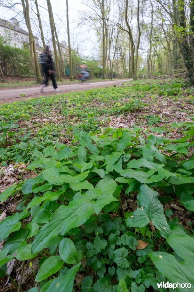 Voorjaarsflora naast een fiets- en wandelroute
