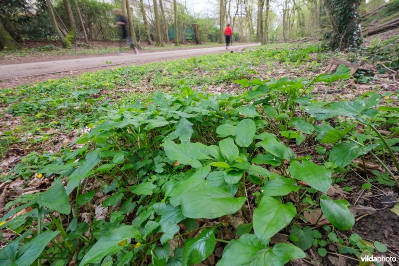 Voorjaarsflora naast een fiets- en wandelroute