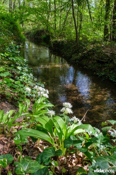 Voorjaarsflora aan de Roodkloosterbeek