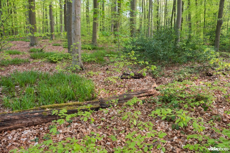 Beukenbos