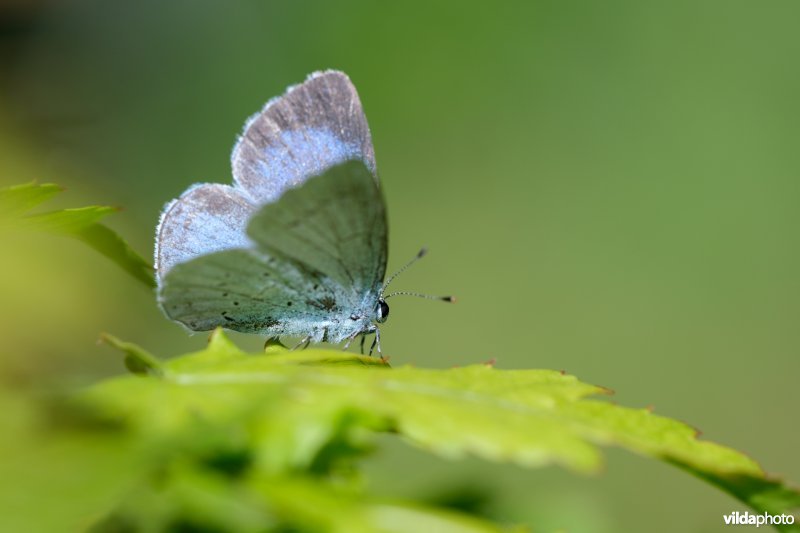 Zonnend boomblauwtje