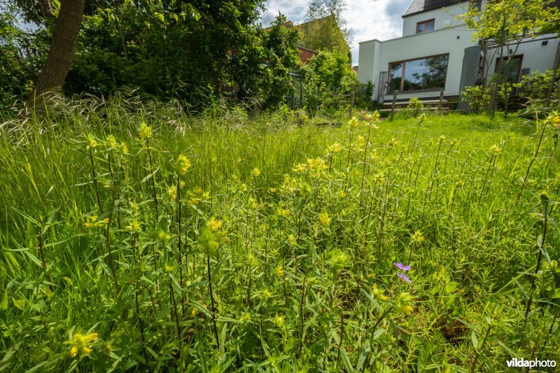 Bloemrijk grasland in een stadstuin