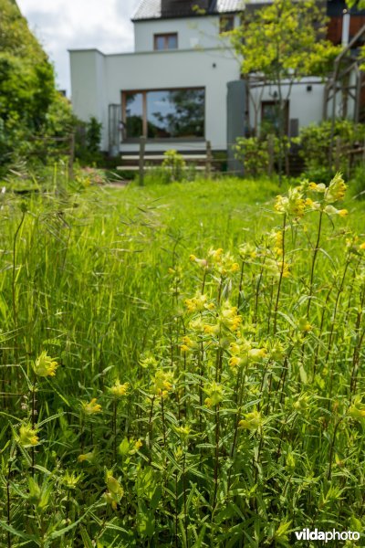 Bloemrijk grasland in een stadstuin