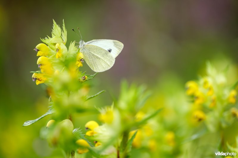 Scheefbloemwitje op grote ratelaar