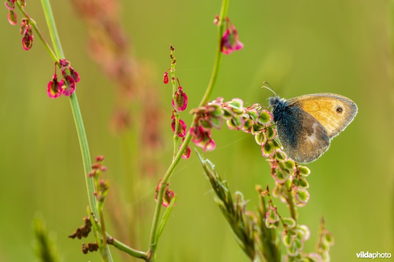 Hooibeestje op zuring