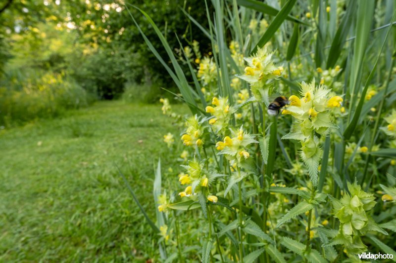 Ratelaar in de Massarttuin
