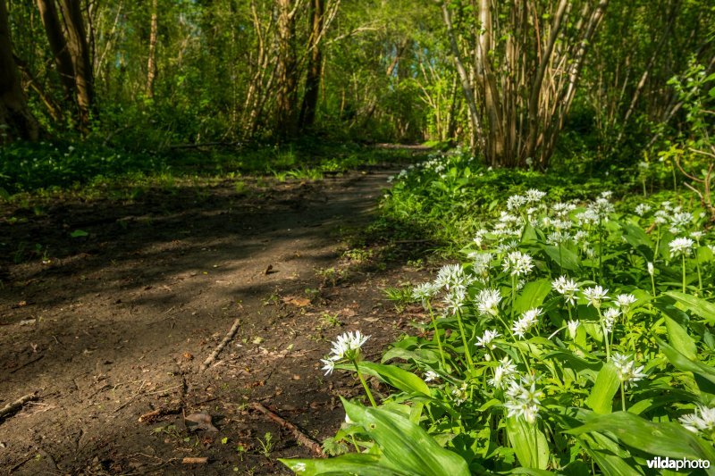Wandelpad in het kastanjebos