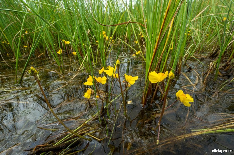Loos blaasjeskruid in kwelrijk water