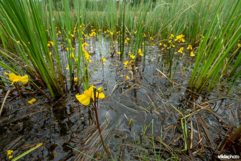 Loos blaasjeskruid in kwelrijk water