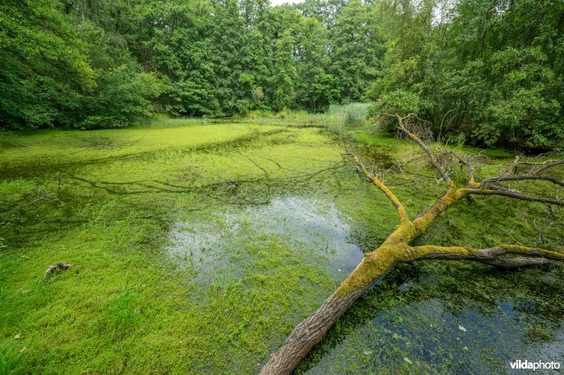 Massale besmetting met Watercrassula