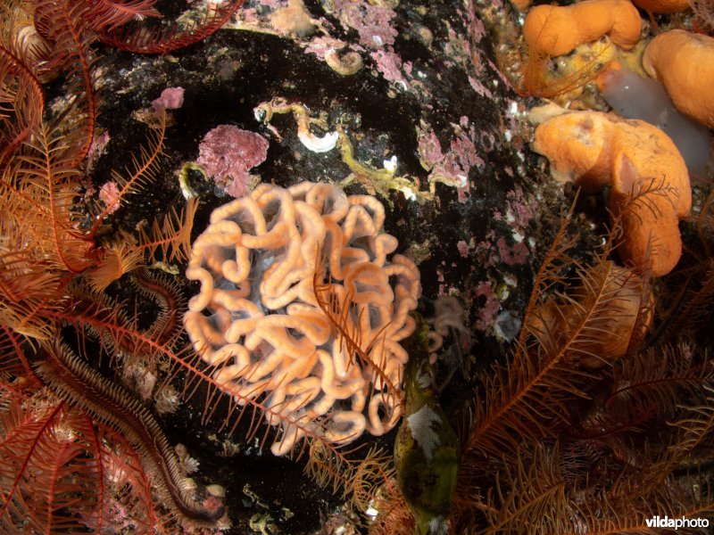 Eieren van Grote tritonia