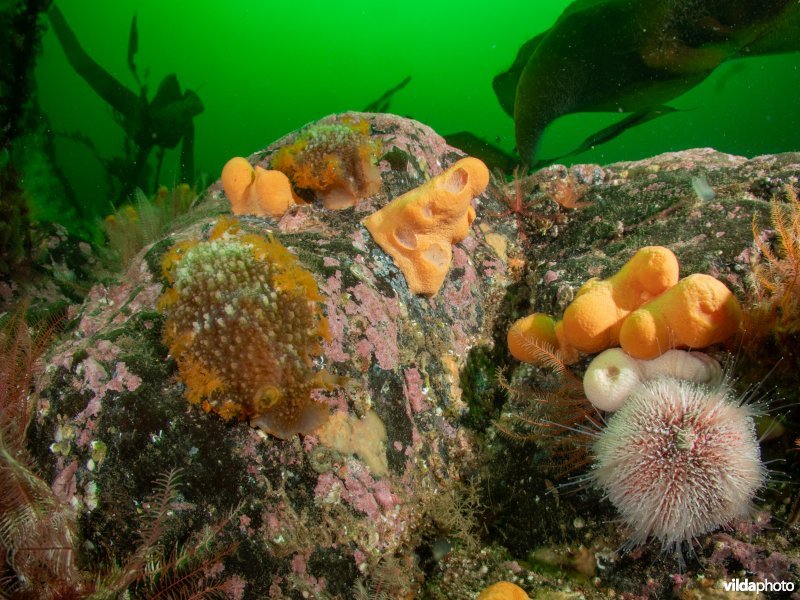 Grote tritonia