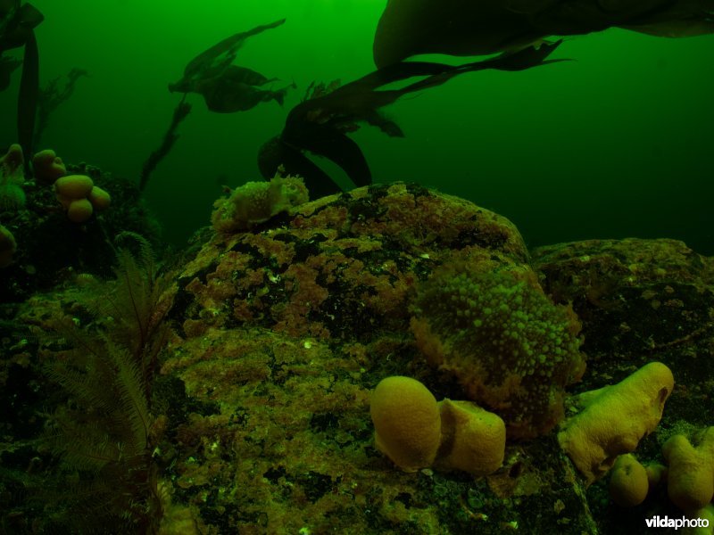 Grote tritonia