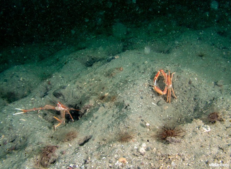 Spiesdragende oprolkreeft en Hoekige krab