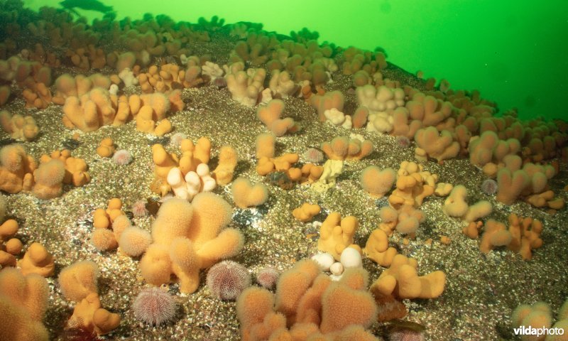 Dodemansduim en grote tritonia