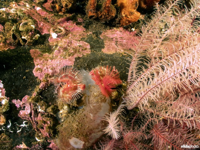 Kleine kalkkokerworm